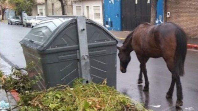 La tracción a sangre en Concordia es un motivo de queja permanente 