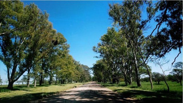 El CGE y la Facultad de Ciencias Agropecuarias lanzan concurso para elegir El Árbol Entrerriano 