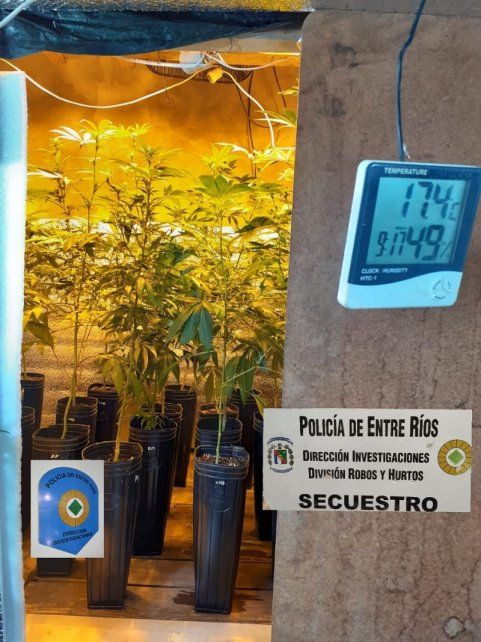 Algunas de las imágenes registradas por la Policía en el lugar donde encontraron las plantas de marihuana.