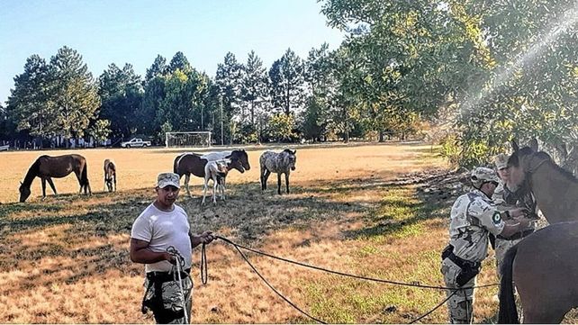 En Concordia se trabaja en la reinserción de los caballos en mal estado.