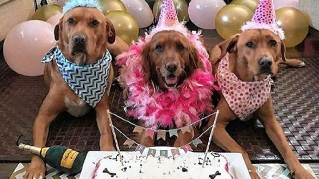 Los perros celebran su dia esta noche en un bar de Paraná Los perros celebran su dia esta noche en un bar de Paraná