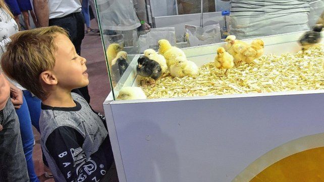 Cada año, Crespo convoca a miles en la Fiesta Nacional de la Avicultura.