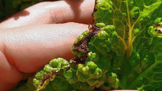 La lechuga es uno de los cultivos que más sufre el calor extremo La lechuga es uno de los cultivos que más sufre el calor extremo