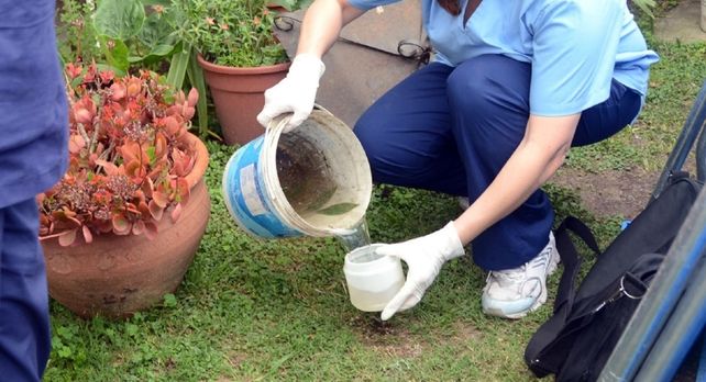 Recalcan la necesidad de combatir el mosquito vector con limpiezas, desmalezados y descacharrización. Recalcan la necesidad de combatir el mosquito vector con limpiezas, desmalezados y descacharrización.