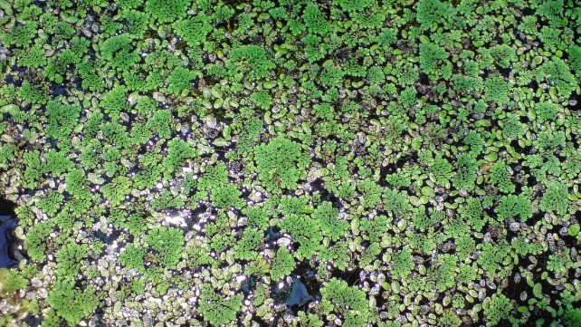 El proyecto está a cargo de expertos del INTA en Salto Grande, en Concordia. La planta acuática crece en estanques de piscicultura.