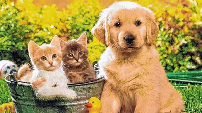 Crece el uso medicinal del cannabis en mascotas y piden su reglamentación