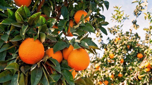 Rusia es el mayor comprador de citrus enterrianos.