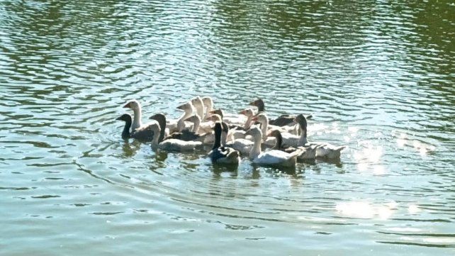 Parque Gazzano: tras un tiempo resguardados, pequeños gansos regresaron al lago Parque Gazzano: tras un tiempo resguardados, pequeños gansos regresaron al lago