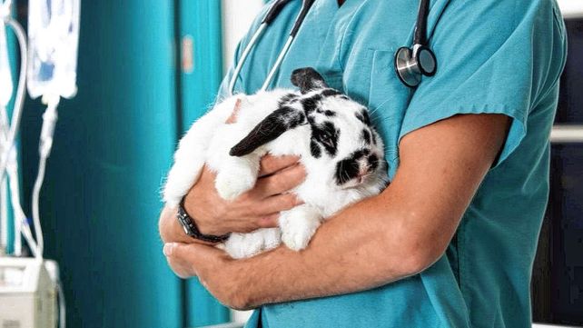 Conejo en una veterinaria. Día del veterinario Conejo en una veterinaria. Día del veterinario