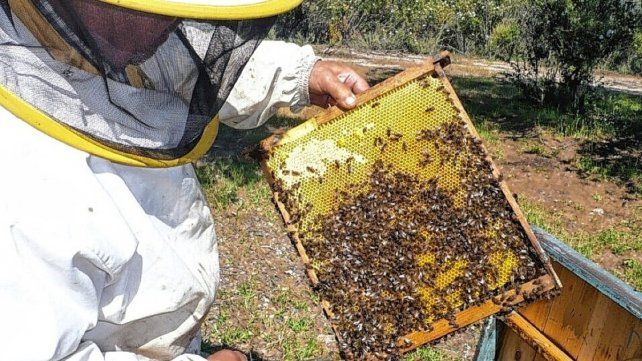 Por la sequía cayó la producción de miel