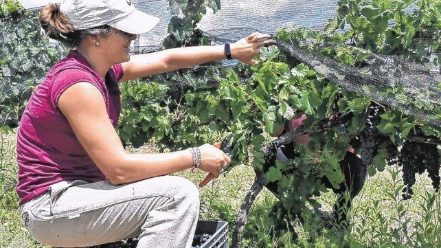 En la costa del Paraná optaron por varietales como la Bonarda, una cepa italiana