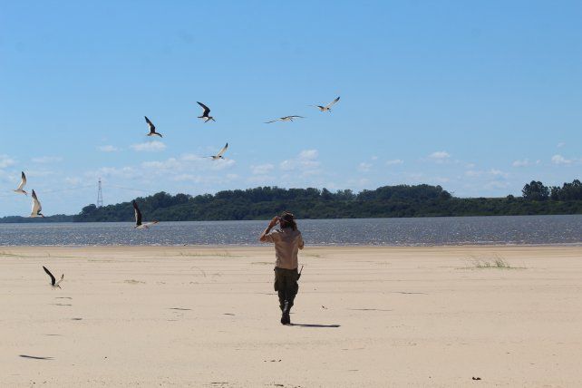 Solicitan colaboración para proteger a las aves. Foto: gentileza Banco de Bosques Solicitan colaboración para proteger a las aves. Foto: gentileza Banco de Bosques