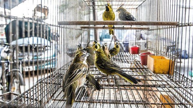 Tráfico ilegal de fauna es un negocio millonario que afecta a la biodiversidad Tráfico ilegal de fauna es un negocio millonario que afecta a la biodiversidad