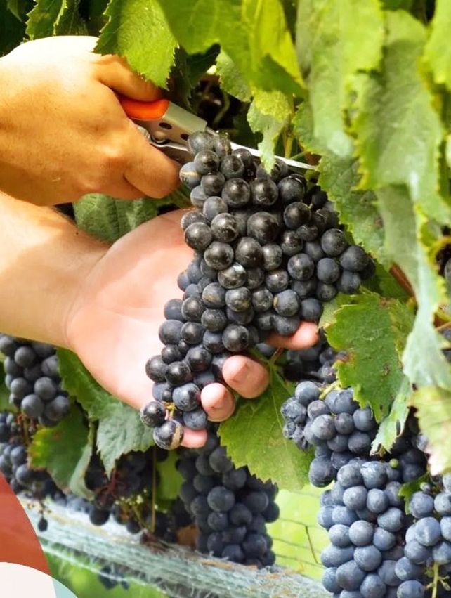 Uruguay es el principal productor de Tannat y el primer país en desarrollar vinos elaborados 100% con esa uva. Uruguay es el principal productor de Tannat y el primer país en desarrollar vinos elaborados 100% con esa uva.