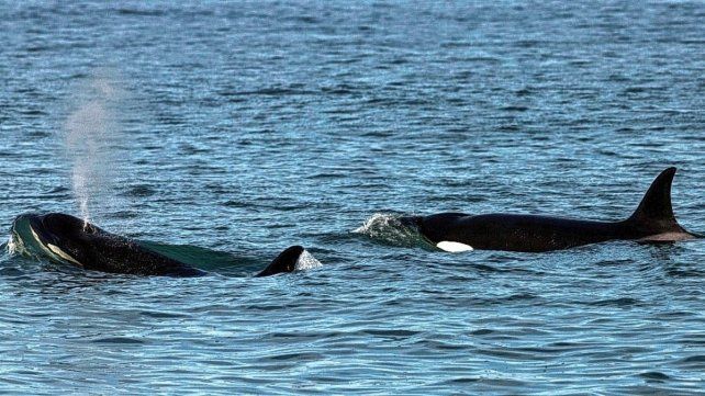 Las orcas fueron fotografiadas por ambientalistas frente a las costas de Río Negro.