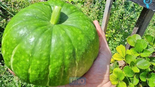 En una huerta de Oro Verde cosecharon zapallitos gigantes