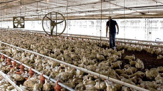 Distintas variables afectan la producción de pollo