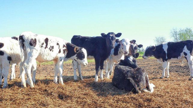 La producción en los tambos se redujo por el calo