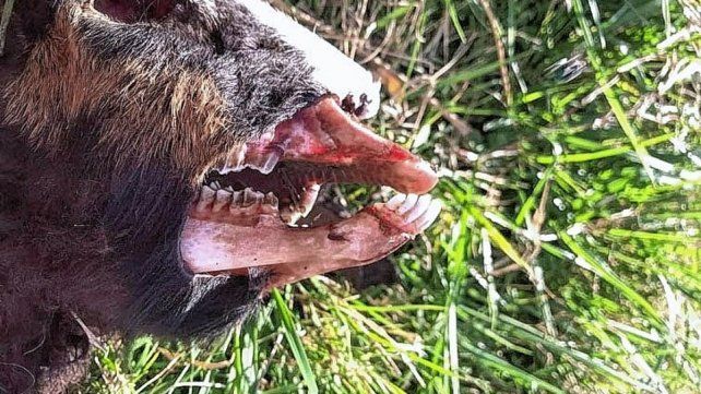 Productor entrerriano encontró una de sus cabras mutiladas