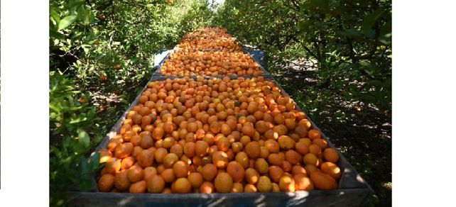 Ayuda. La cadena citrícola lleva aprobada en 2017 146 planes de negocios con 24,6 millones de aporte. Ayuda. La cadena citrícola lleva aprobada en 2017 146 planes de negocios con 24,6 millones de aporte.