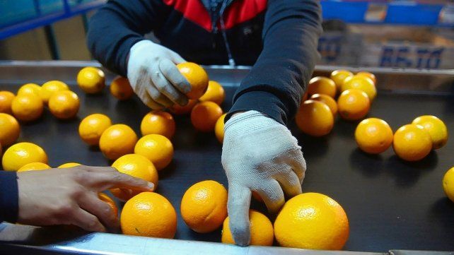 La citricultura es una de las principales actividades de las economías regionales beneficiadas.