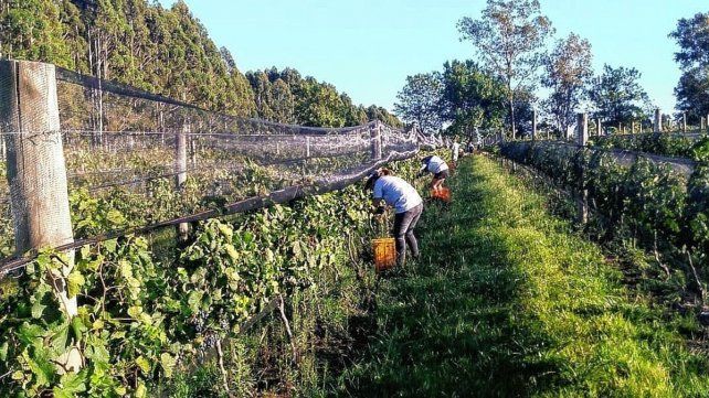 Hay 59 viñedos en la provincia
