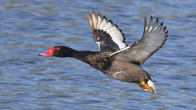 Buscan frenar la caza de aves autóctonas. Ejemplar de pato picazo. Buscan frenar la caza de aves autóctonas. Ejemplar de pato picazo.