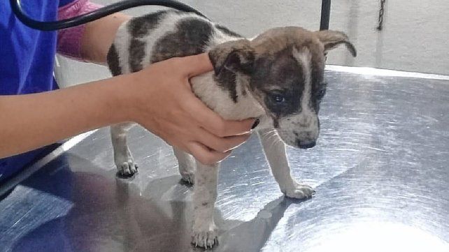 Proteccionistas bregan porque no se abandonen animales.