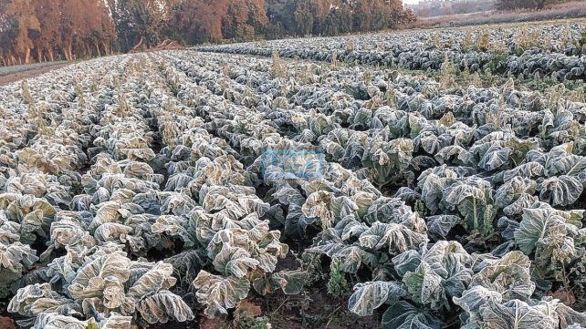 Las heladas causaron estragos en las huertas Las heladas causaron estragos en las huertas