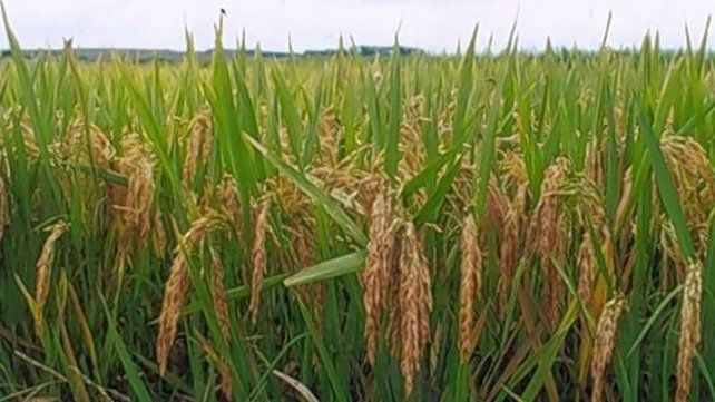 En el ciclo 20/21, el área arrocera creció casi 10.000 hectáreas