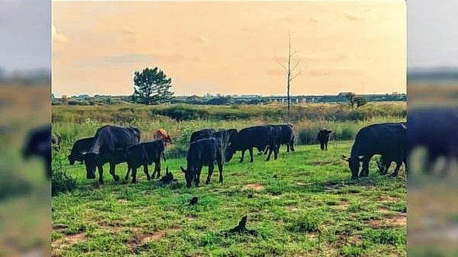 En Concordia recuperaron animales robados.