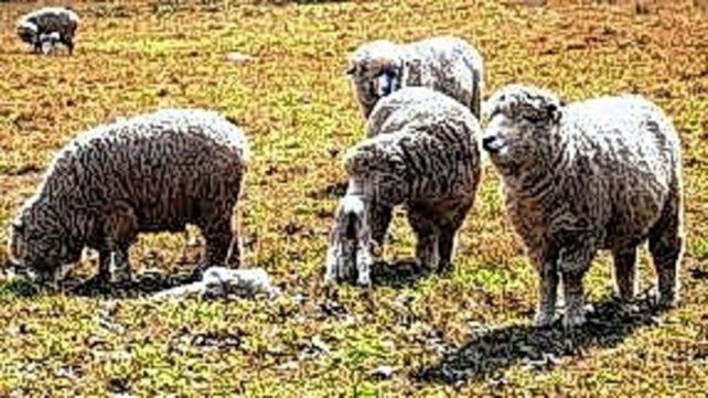 La producción de carne ovina crece en la región.
