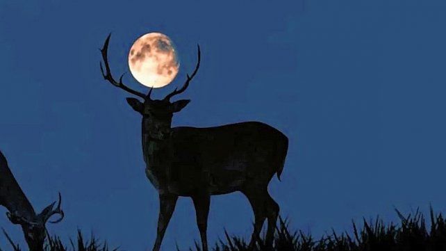 La Luna de ciervo será el primer fenómeno astronómico de julio del 2022 y podrá ser vista hasta las primeras horas del 14 de julio