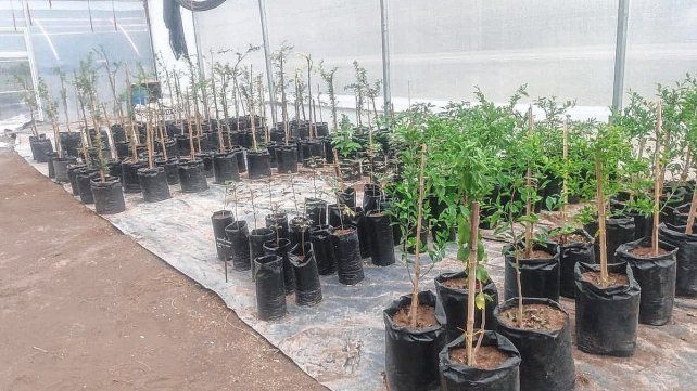 El vivero de la escuela Almafuerte sigue creciendo El vivero de la escuela Almafuerte sigue creciendo