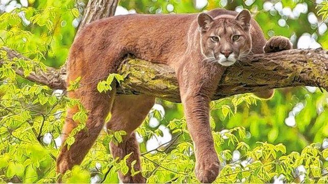 Llaman a proteger a los pumas y revertir su imagen negativa