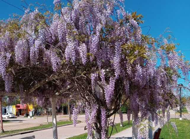Pérgolas. Bella conjunción de especies y diseño urbano alrededor de las glicinas, en Larroque.