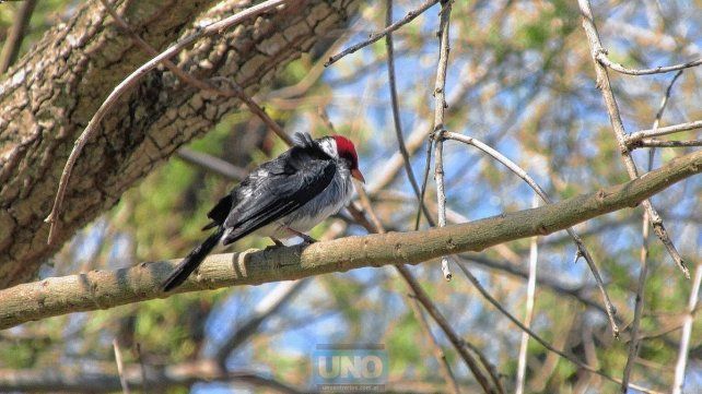 El avistaje de aves se consolida en la provincia