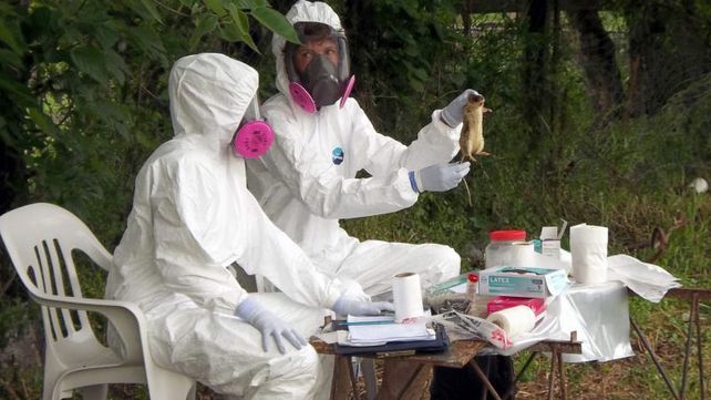 Monitoreo. Un caso de Gualeguaychú generó, en octubre, el estudio de roedores en ese departamento. Monitoreo. Un caso de Gualeguaychú generó, en octubre, el estudio de roedores en ese departamento.