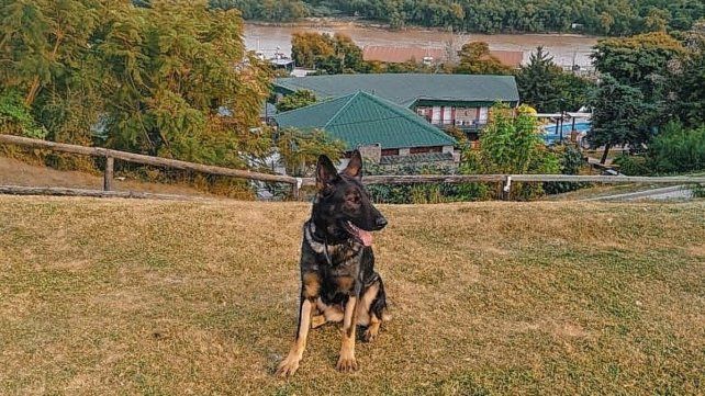 Gitana es una ovejero alemán sable de 3 años Gitana es una ovejero alemán sable de 3 años