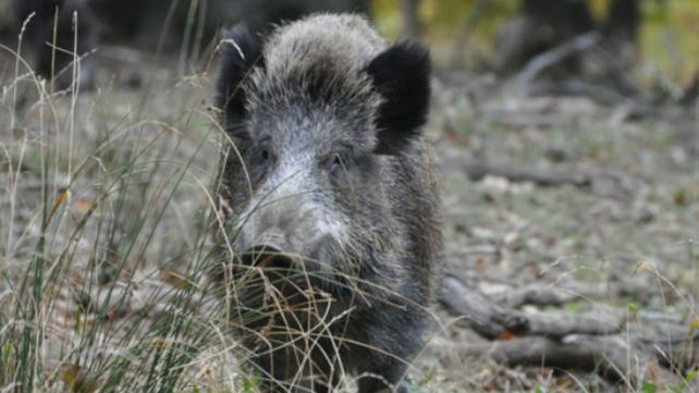 Arrasa. El jabalí con su hociqueo rompe los rebrotes de los montes nativos de la provincia. Arrasa. El jabalí con su hociqueo rompe los rebrotes de los montes nativos de la provincia.