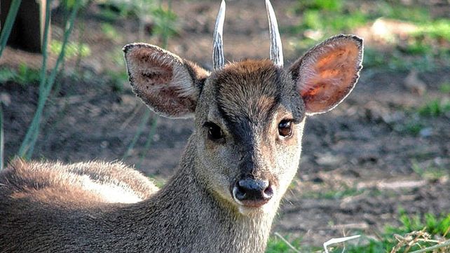 Guazuncho. La especie indígena convive con otras similares en Entre Ríos.