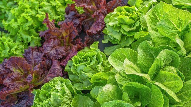 El sol puede llegar a “hervir” las plantas en la huerta por el agua acumulada en los cogollos y esto preocupa al sector hortícola. El sol puede llegar a “hervir” las plantas en la huerta por el agua acumulada en los cogollos y esto preocupa al sector hortícola.