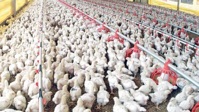 Importados. La carne de pollo y de cerdo ingresa desde Brasil. Importados. La carne de pollo y de cerdo ingresa desde Brasil.