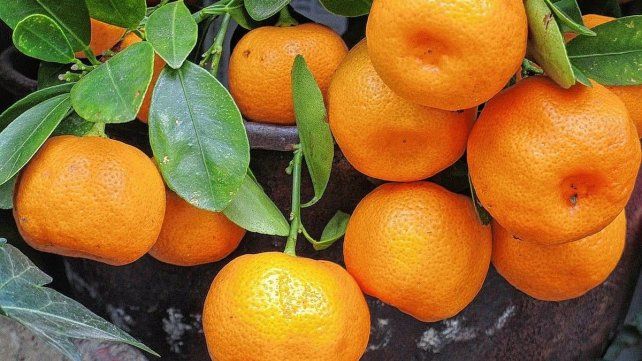 Este año hubo una sobreproducción de citrus Este año hubo una sobreproducción de citrus