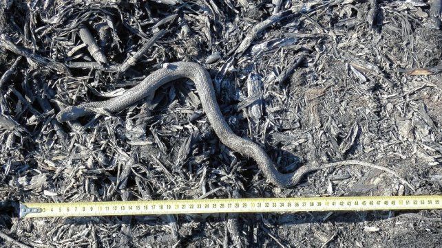 Animalitos calcinados durante los siniestros en el sur entrerriano.