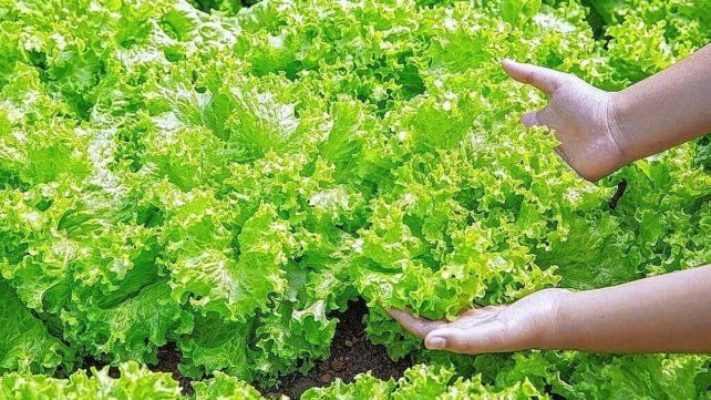 Horticultores intensifican su labor en medio de un calor agobiante que puede afectar su producción Horticultores intensifican su labor en medio de un calor agobiante que puede afectar su producción