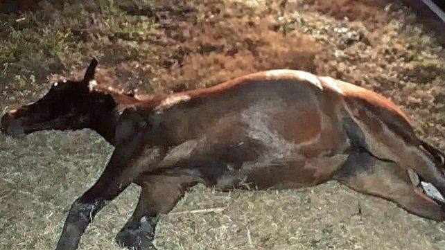 El auto en el que murió la mujer de Concordia chocó con unos 20 caballos. El auto en el que murió la mujer de Concordia chocó con unos 20 caballos.