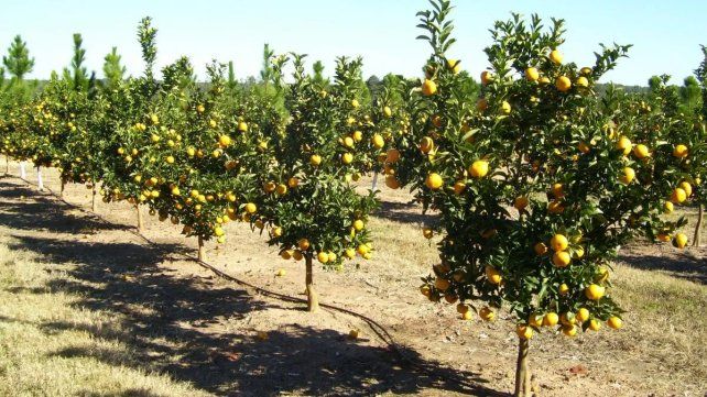 La helada de julio obliga a Argentina a redirigir sus cítricos hacia mercados de corta distancia. La helada de julio obliga a Argentina a redirigir sus cítricos hacia mercados de corta distancia.
