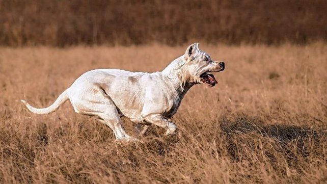 La nena de 7 años fue atacada por un dogo.