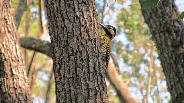 El Pre Delta alberga gran cantidad de especies, entre ellas, cuantiosos tipos de aves El Pre Delta alberga gran cantidad de especies, entre ellas, cuantiosos tipos de aves